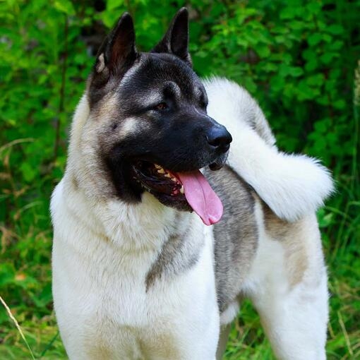 Pablo Japanese Akita | Purina UK